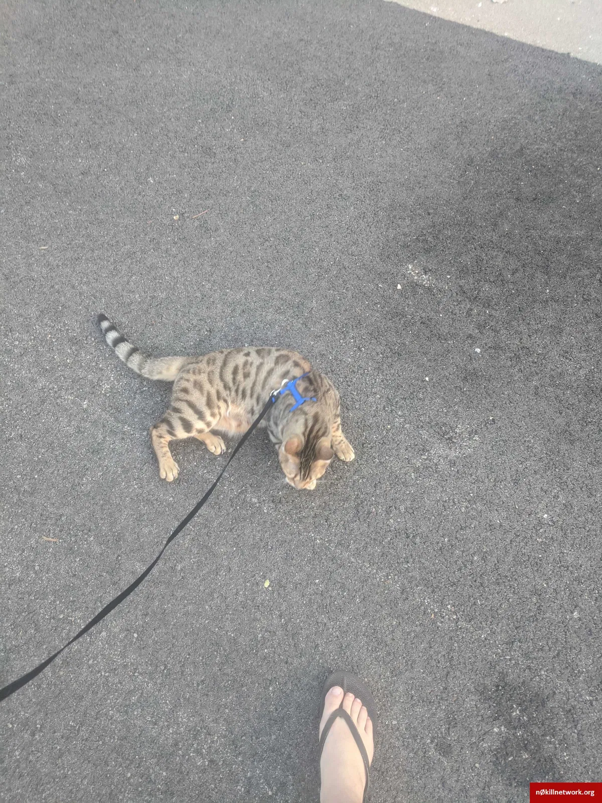 Lost cat in Loves Park, IL, 61111