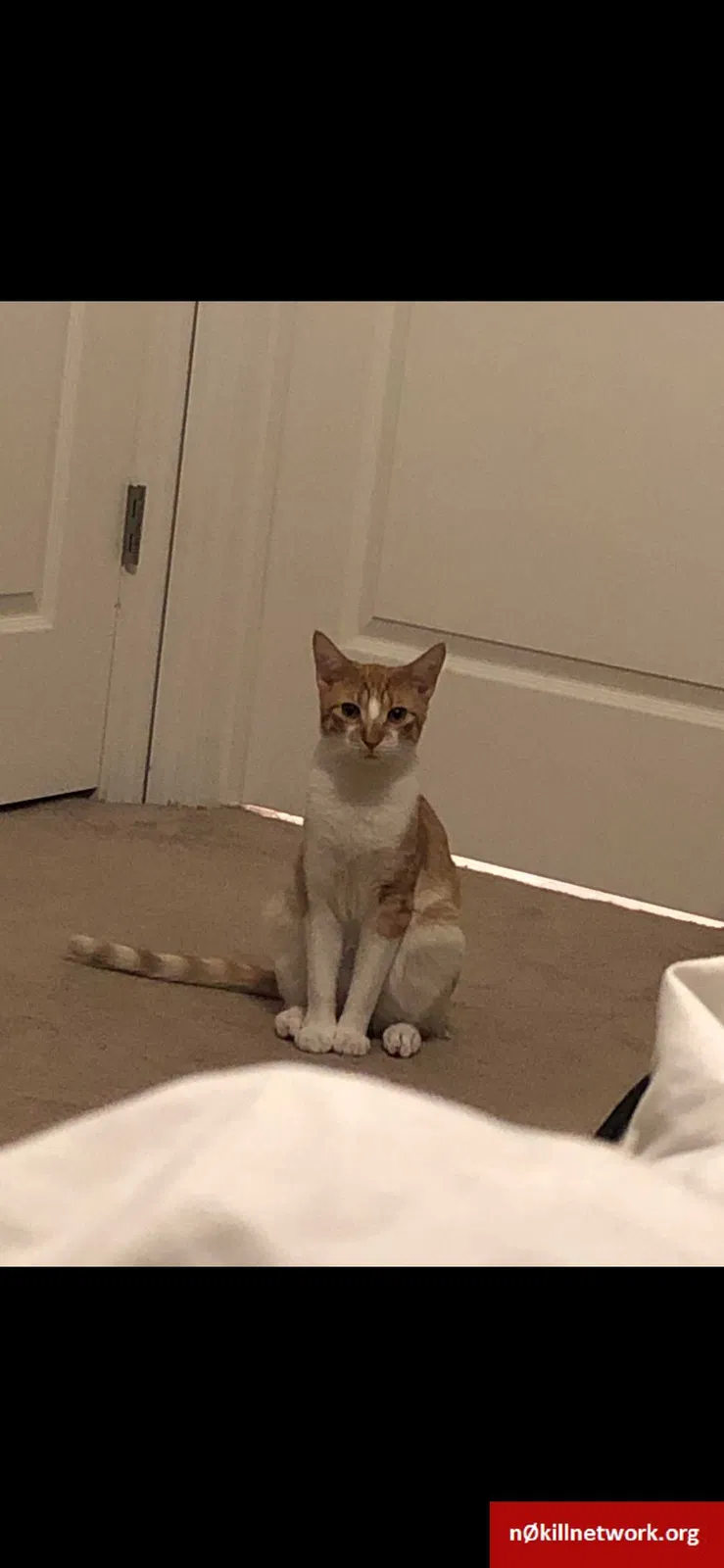 Lost cat in Tallahassee, FL, 32312