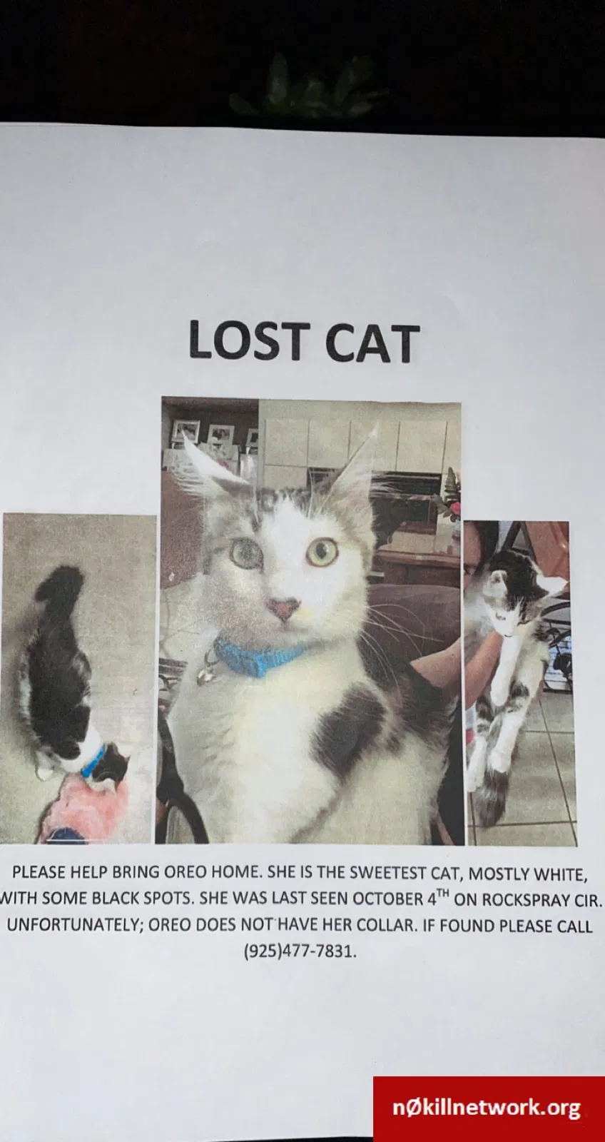 Lost cat in Occidental, CA, 95465