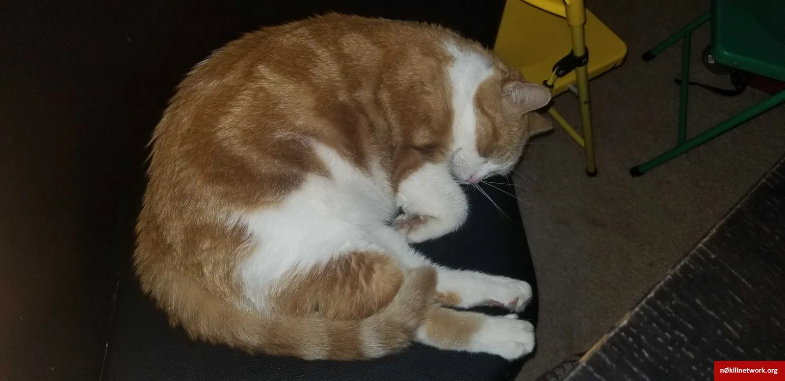 Lost cat in Dublin, OH, 43016