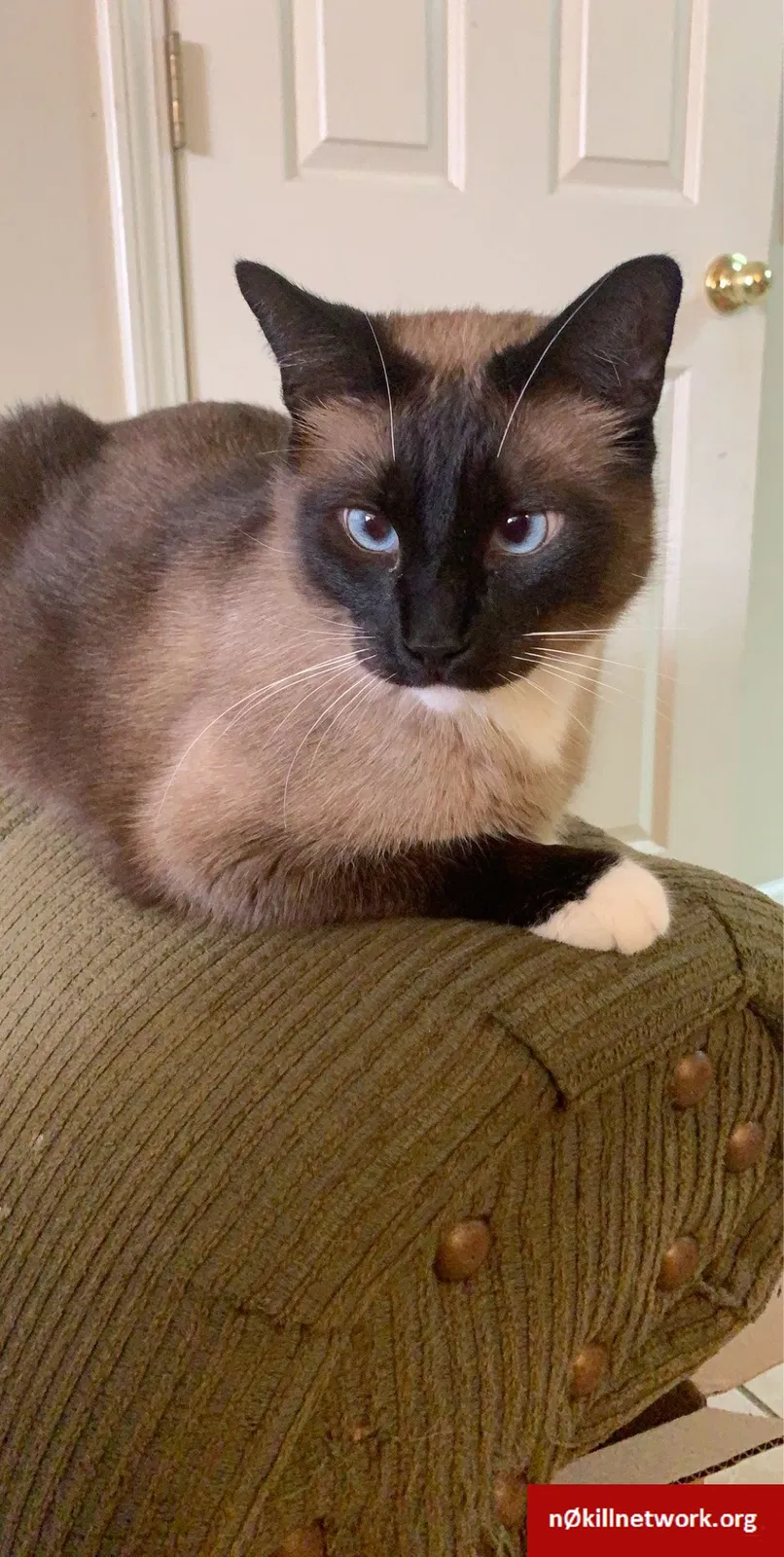 Lost cat in Conway, AR, 72034