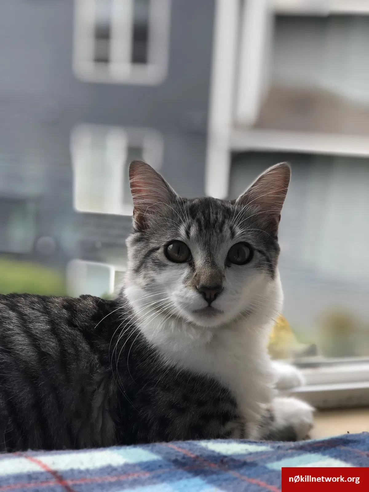Lost cat in Troutdale, OR, 97060