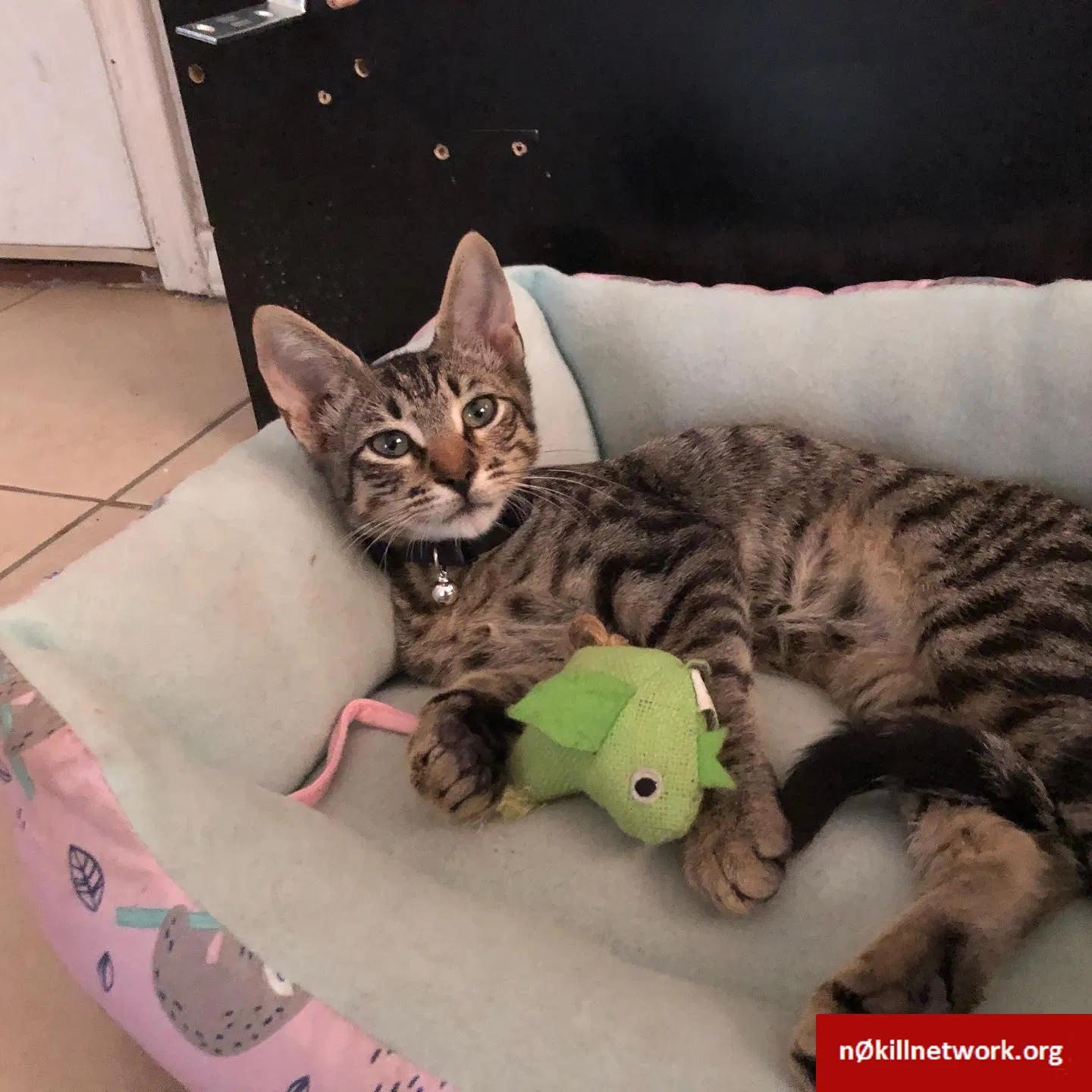 Lost cat in Unknown, TX, 0
