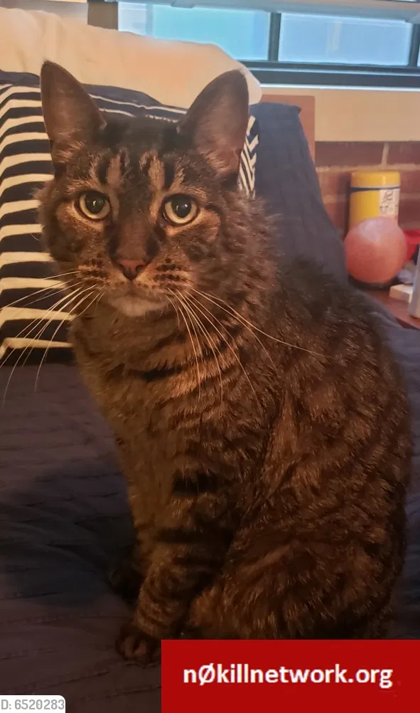 Lost cat in Jenkintown, PA, 19046