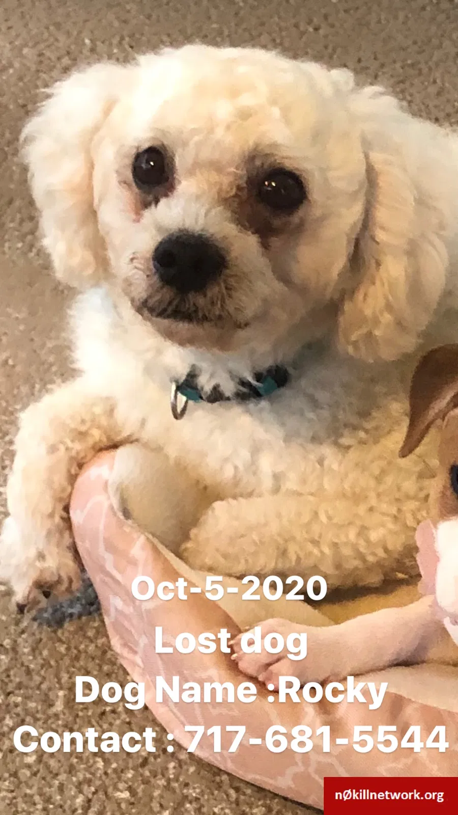 Lost dog in Port Charlotte, FL, 33948