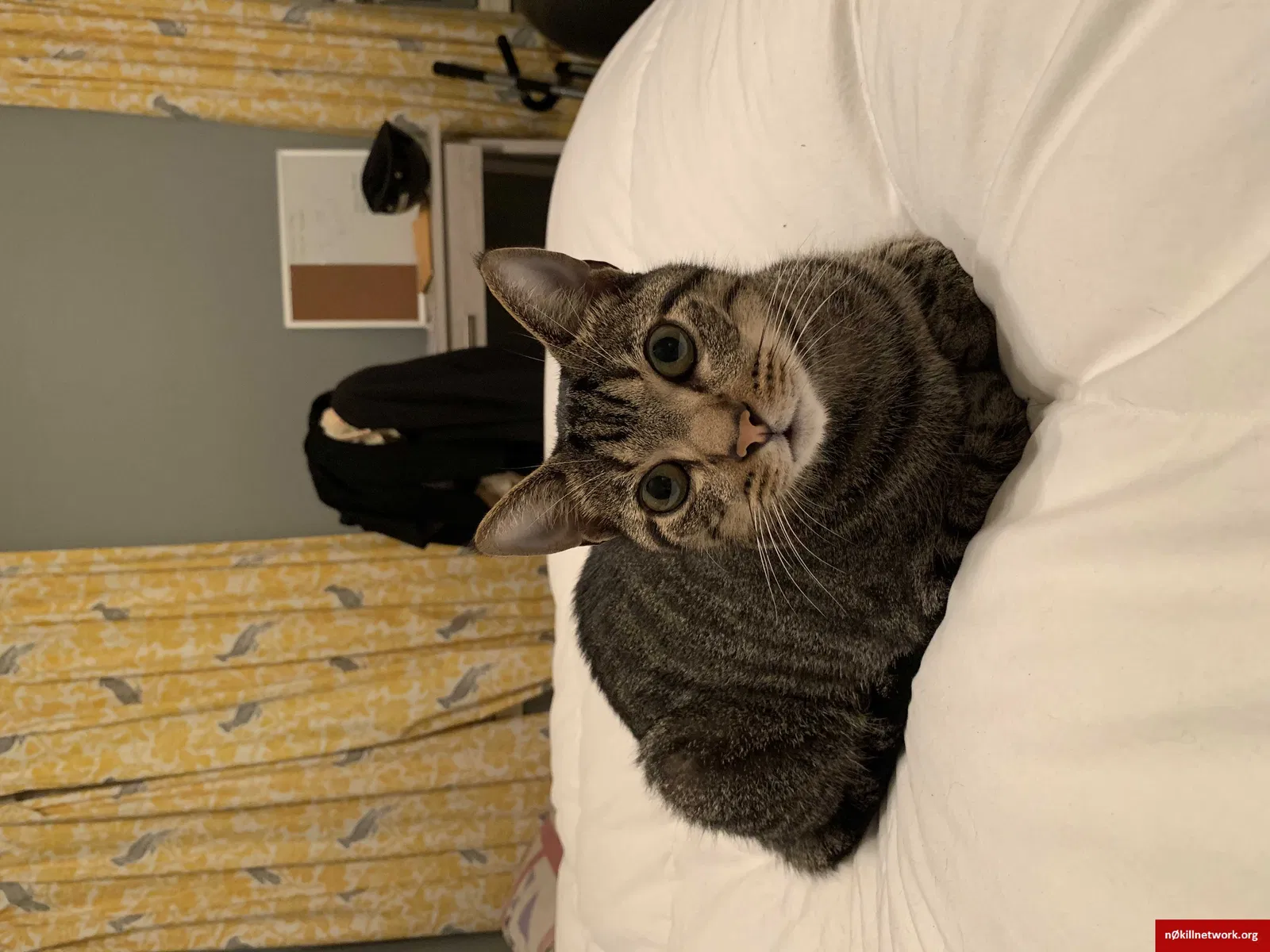 Lost cat in Flowood, MS, 39232