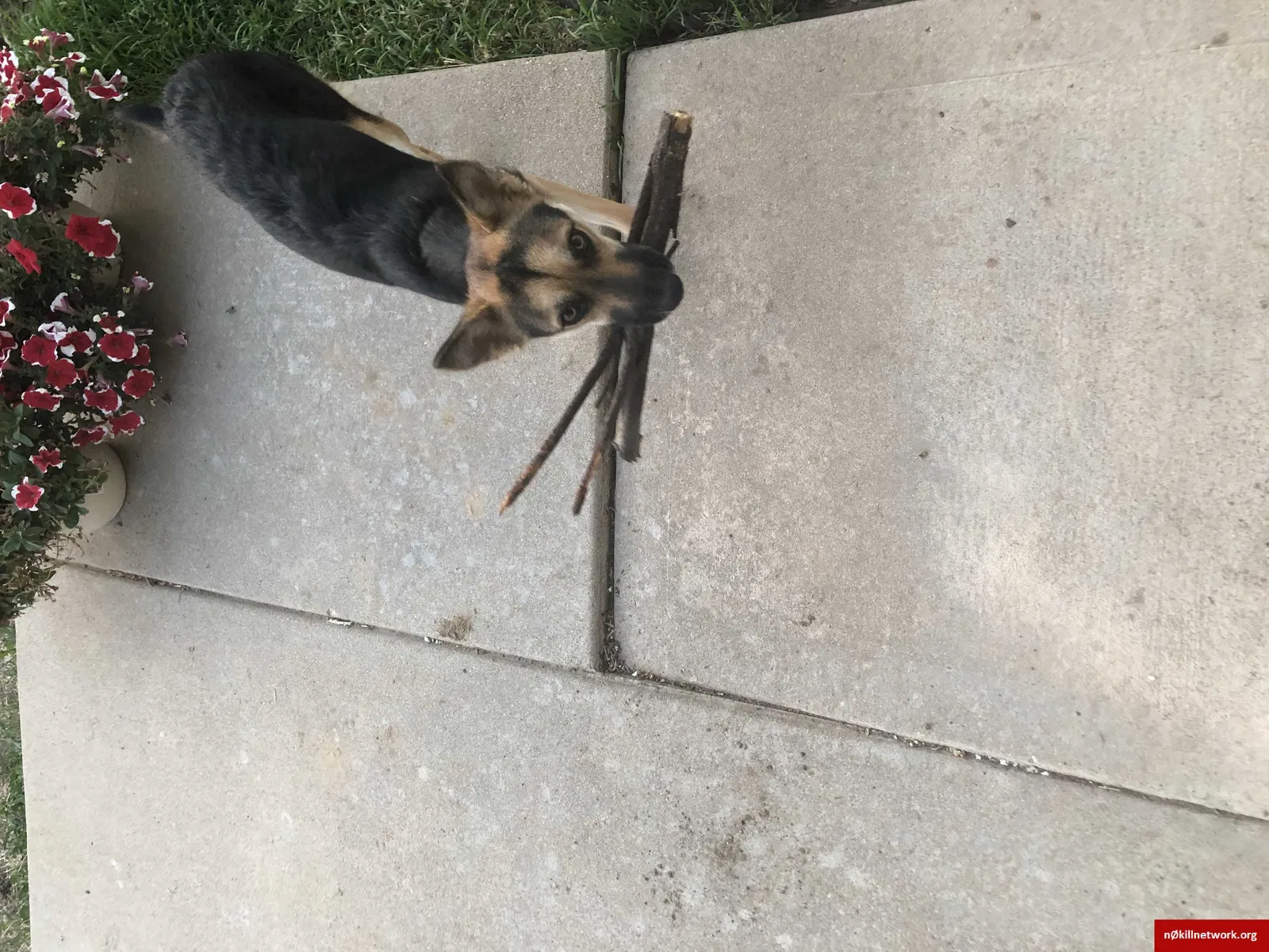Lost dog in Denver, CO, 80260