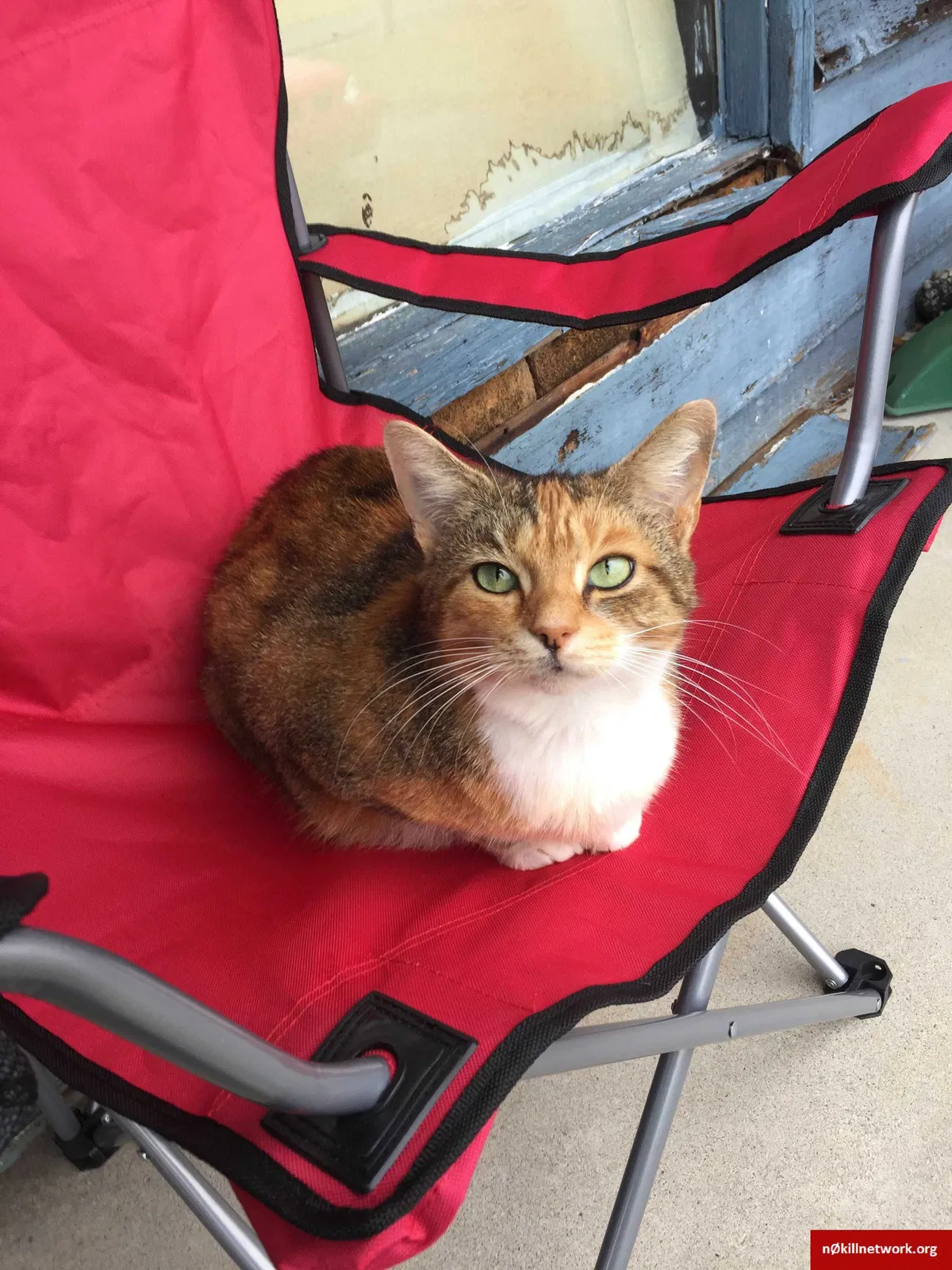 Lost cat in Cleveland, TN, 37312
