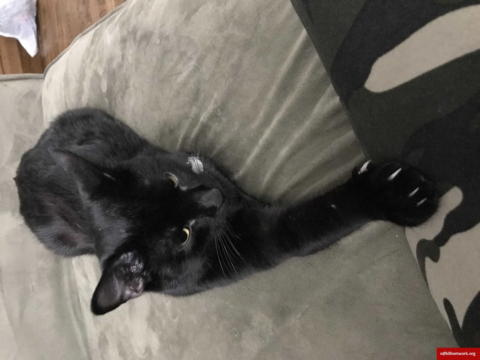 Lost cat in Wichita, KS, 67217