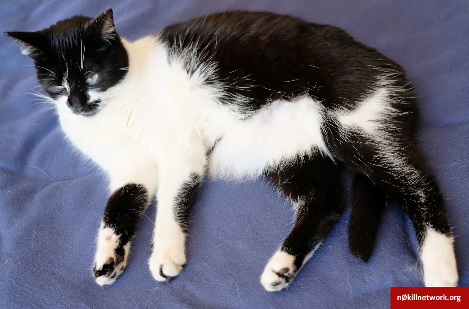 Lost cat in Campbell, CA, 95008