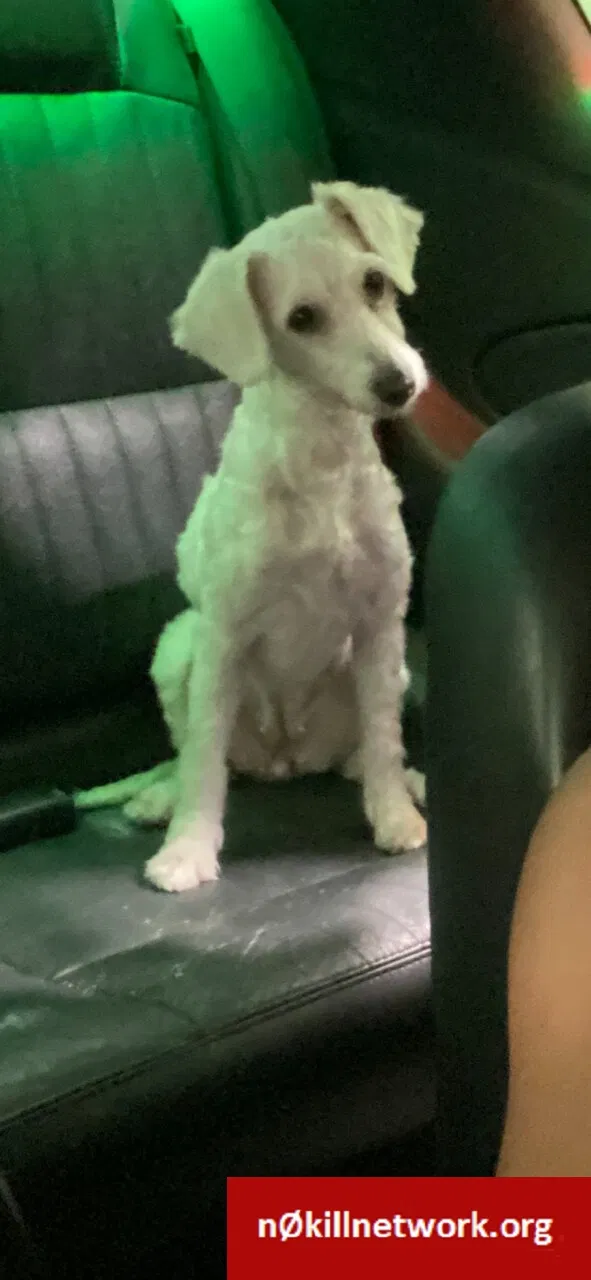 Lost dog in San Diego, CA, 92105