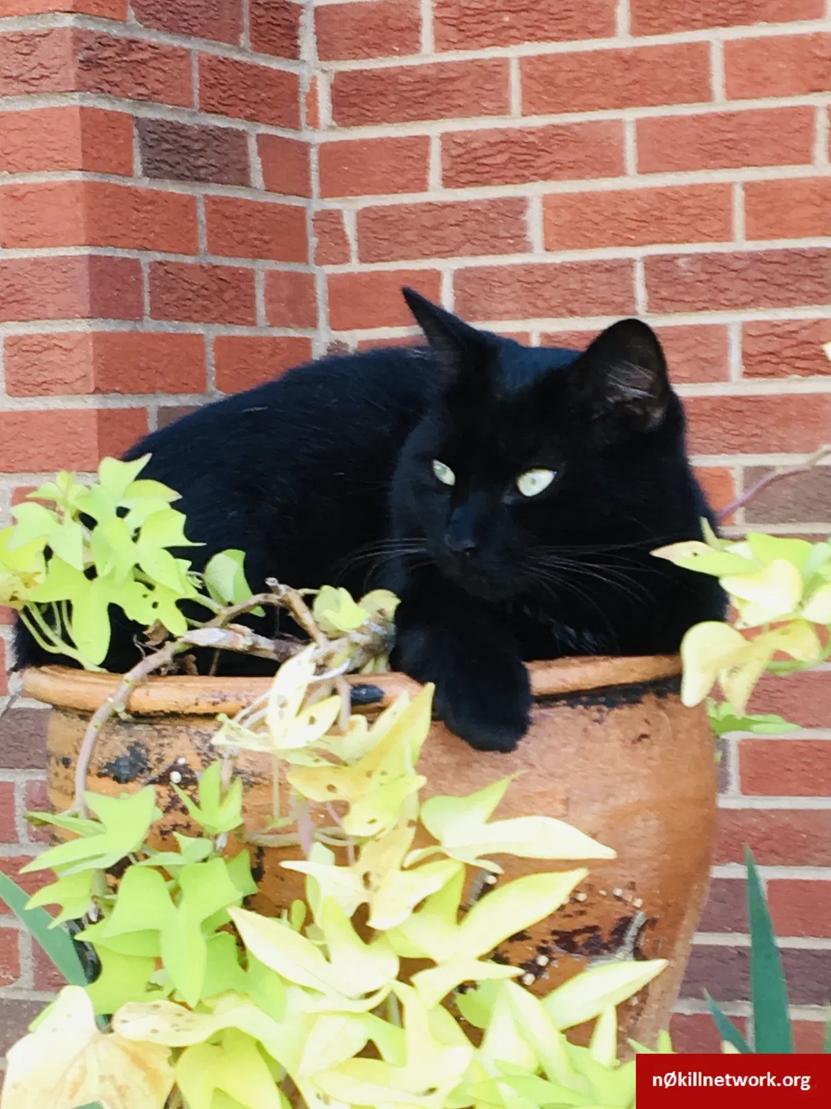 Lost cat in Huntington, WV, 25705
