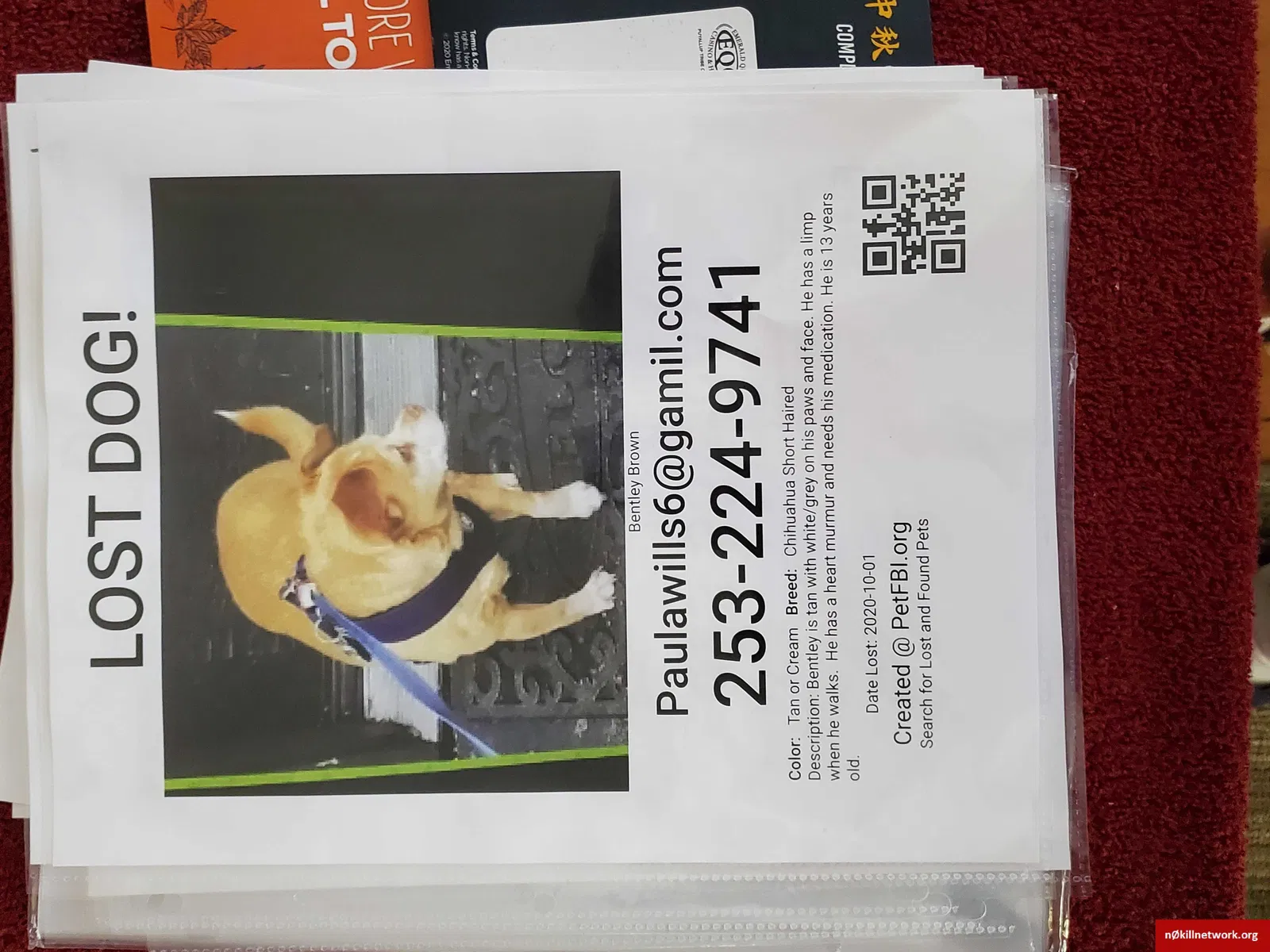 Lost dog in Tacoma, WA, 98409