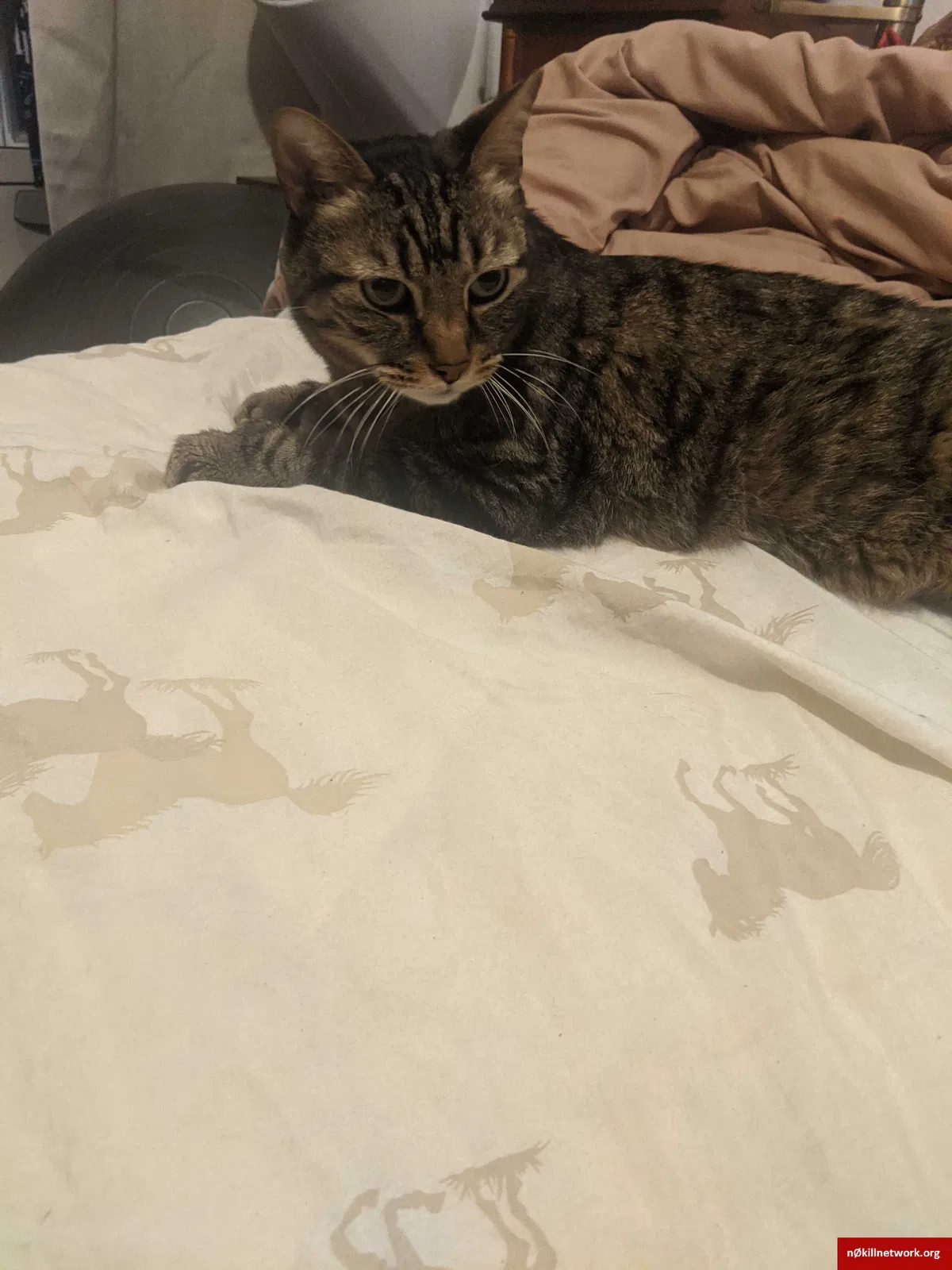 Lost cat in Henderson, NV, 89014