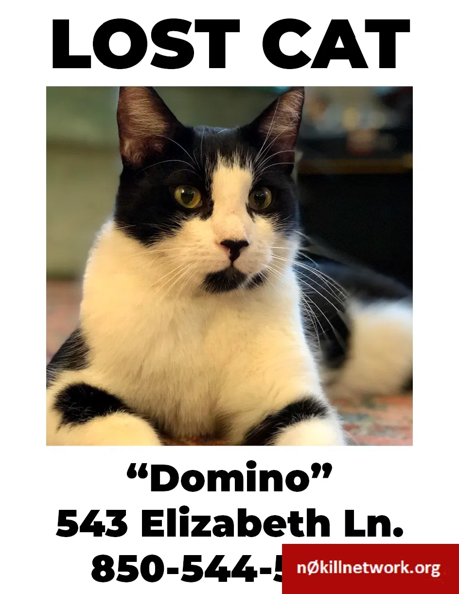 Lost cat in Charleston, SC, 29407