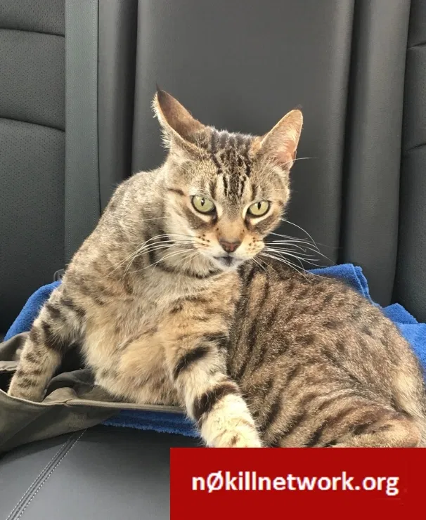 Lost cat in San Diego, CA, 92103