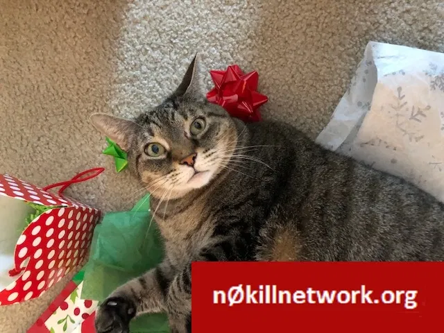 Lost cat in Cedar Park, TX, 78613