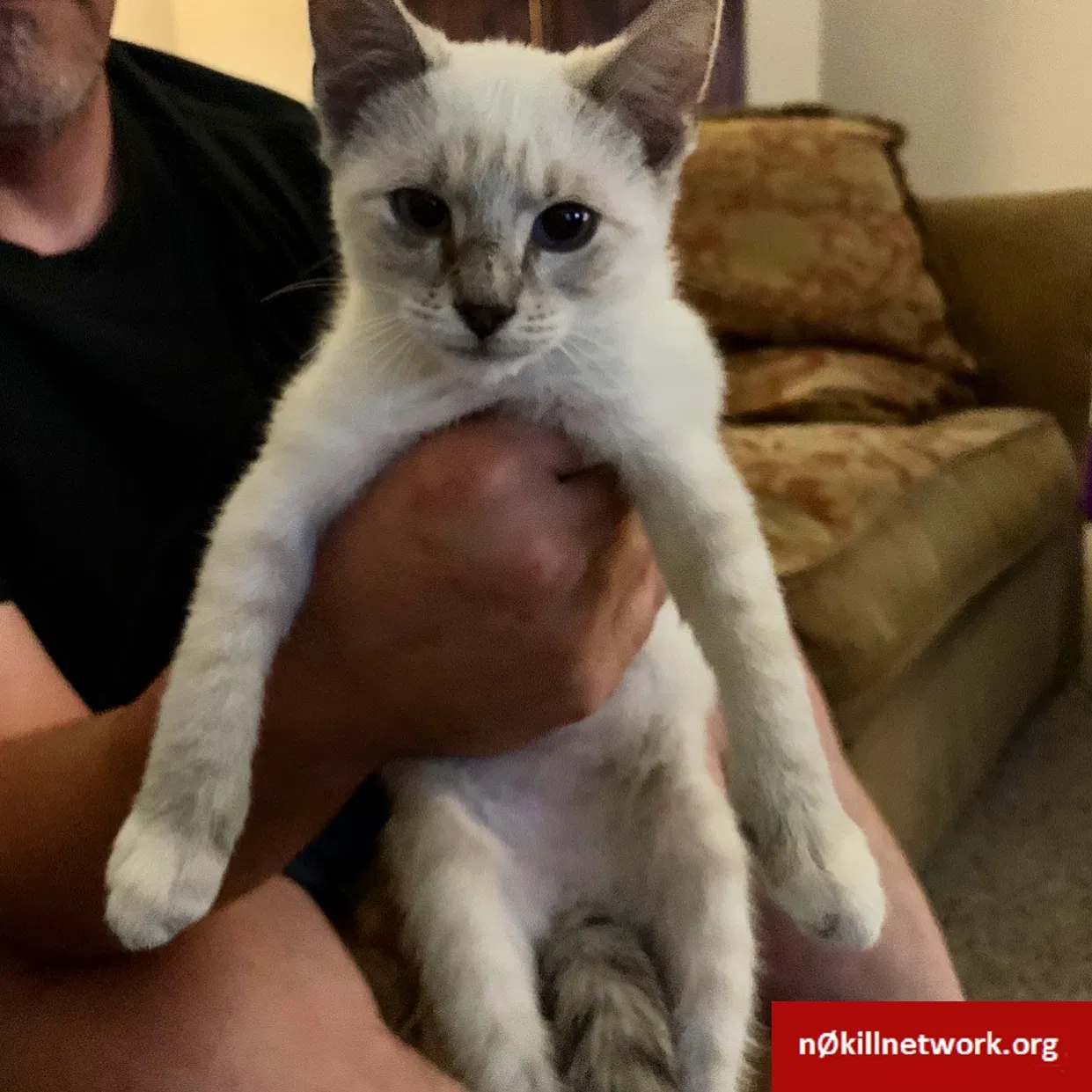 Lost cat in Taylors, SC, 29687