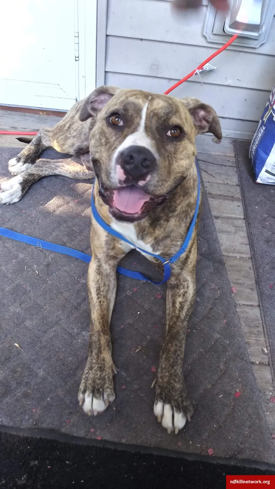 Lost dog in Battle Creek, MI, 49015