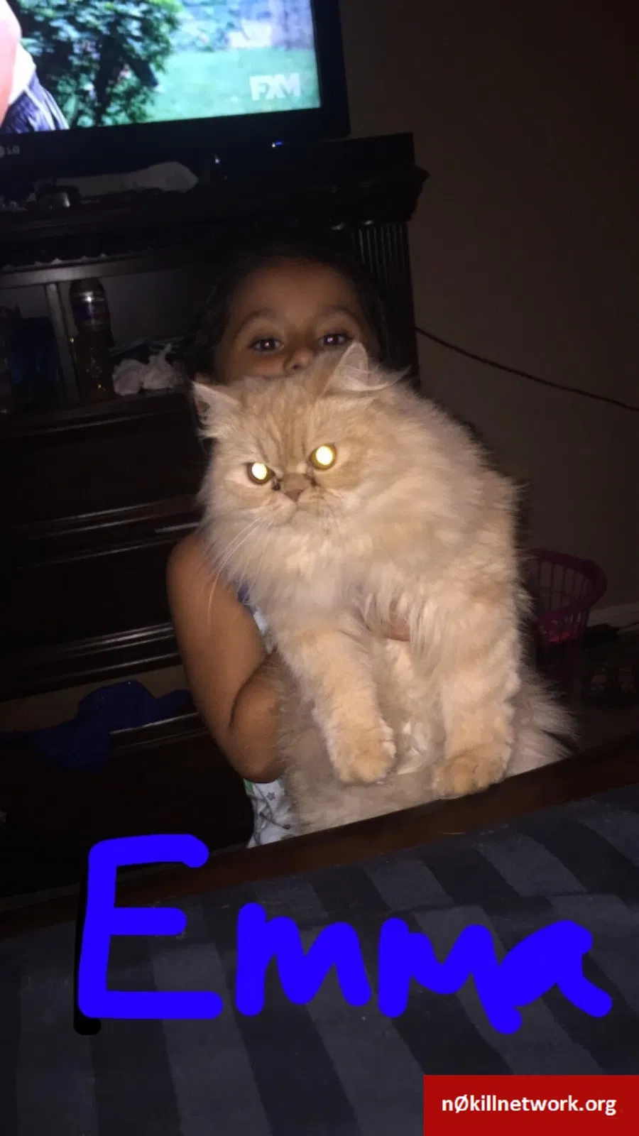 Lost cat in Corpus Christi, TX, 78414