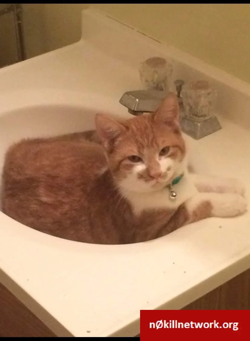 Lost cat in Niles, MI, 49120