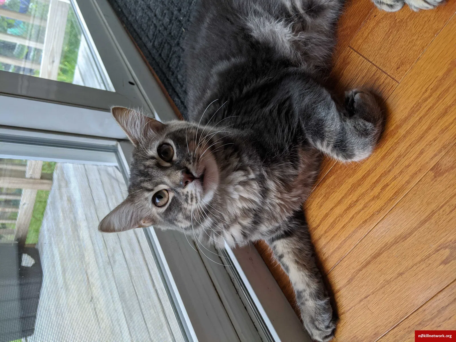 Lost cat in Pelham, NH, 3076