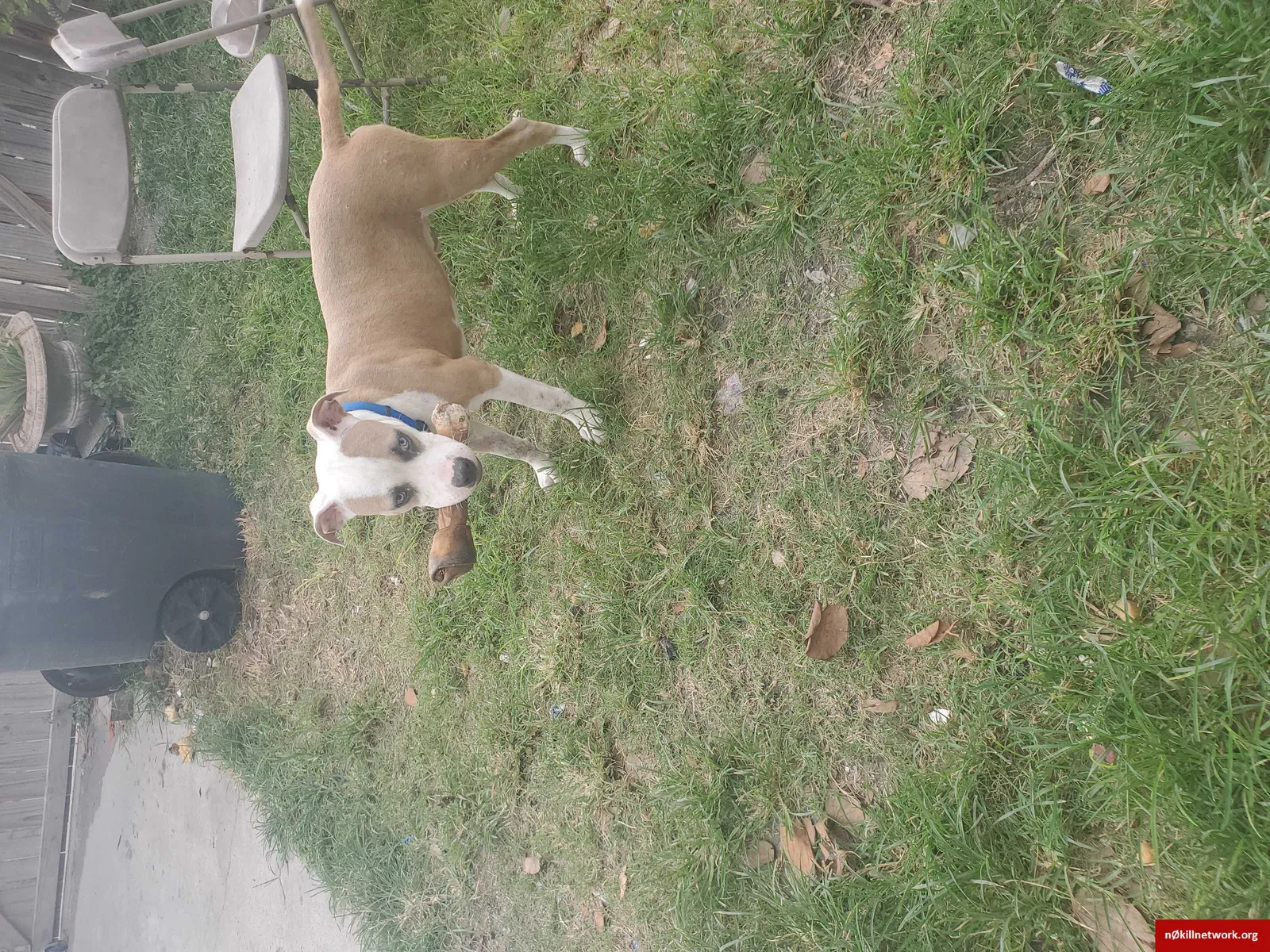 Lost dog in Corpus Christi, TX, 78405