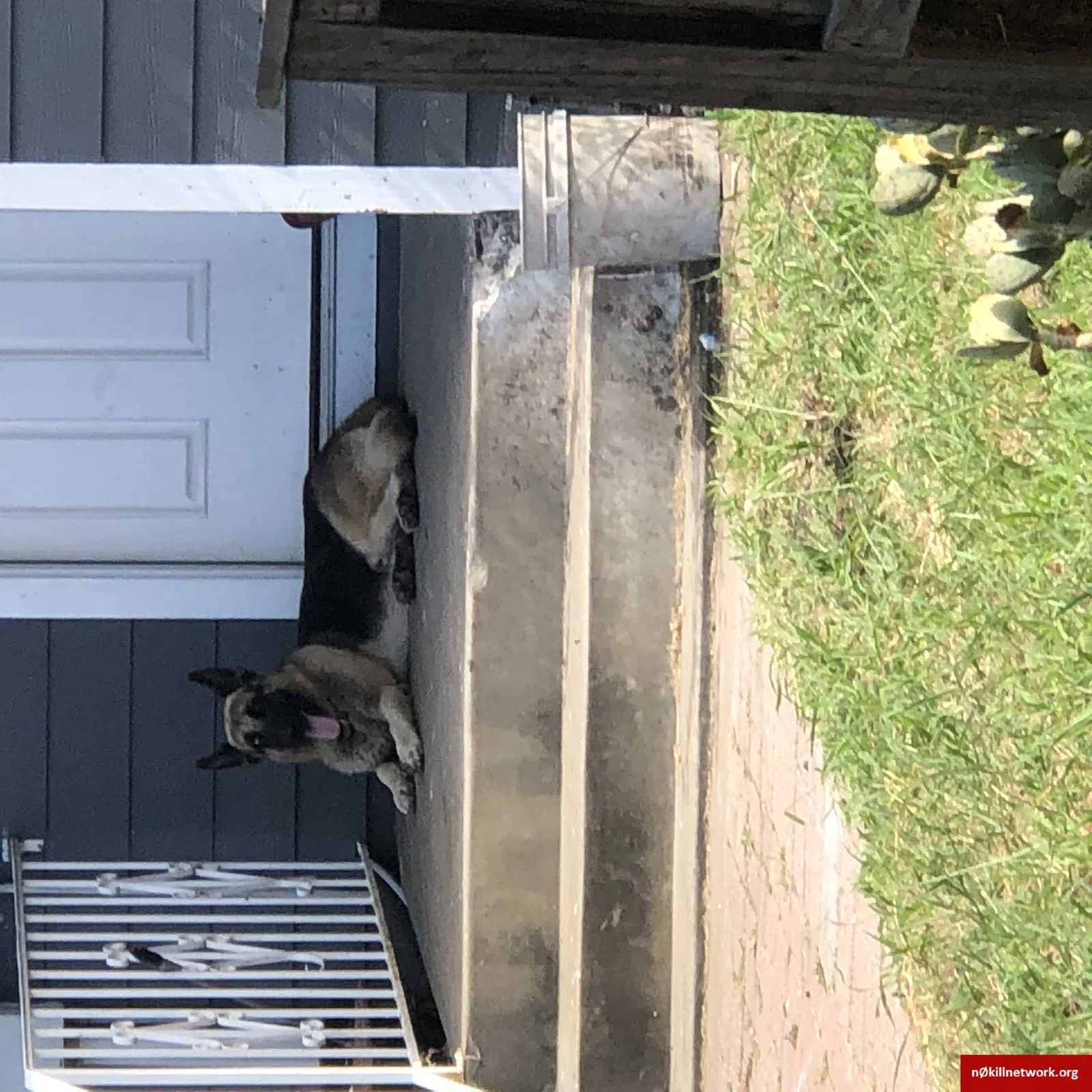 Lost dog in Corpus Christi, TX, 78410