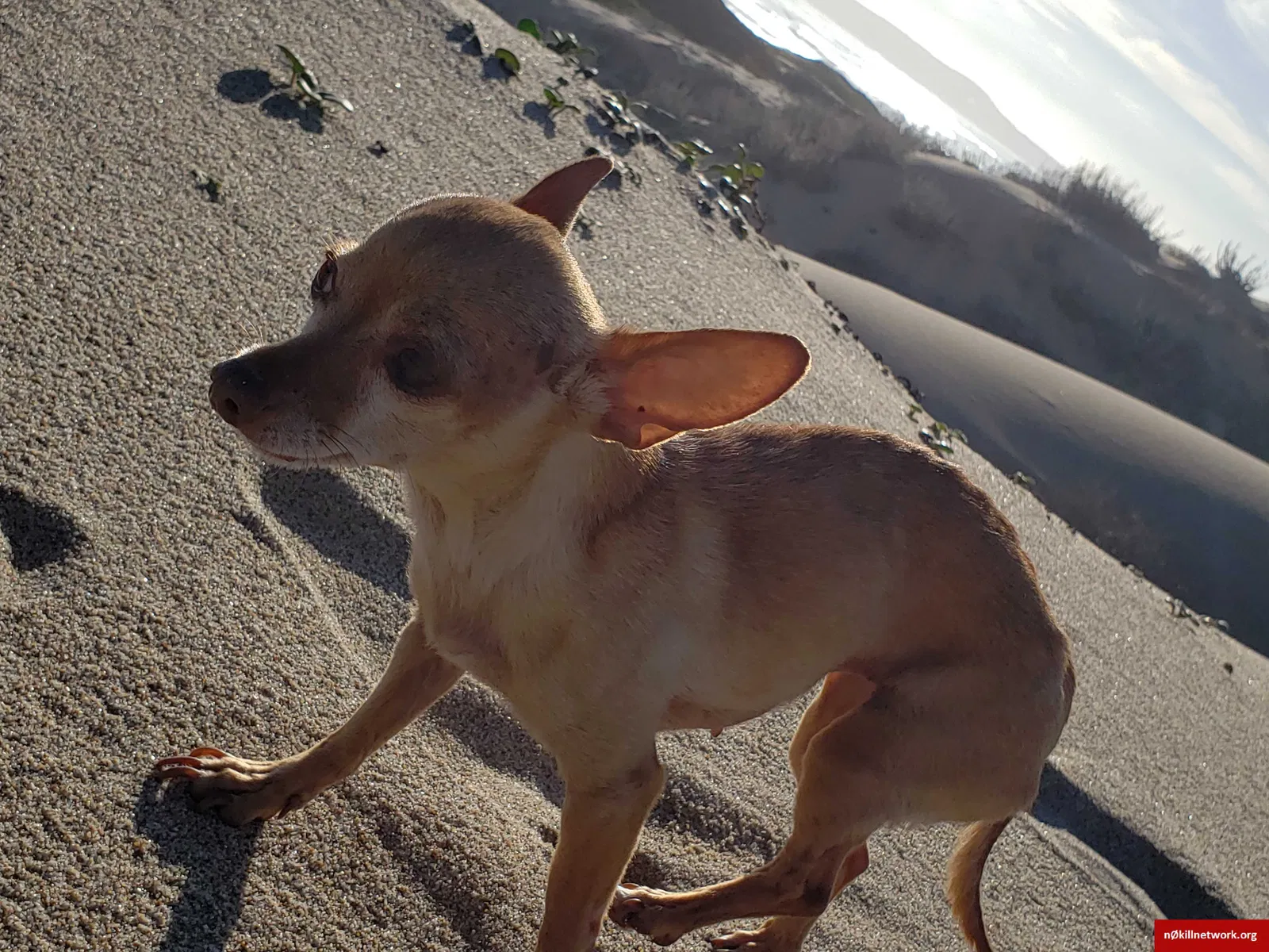 Lost dog in Salinas, CA, 93901