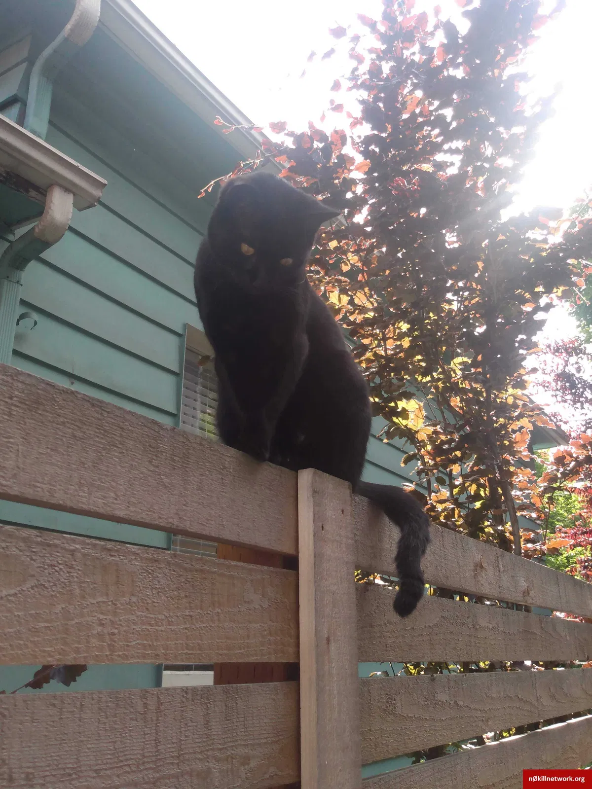 Lost cat in Seattle, WA, 98144
