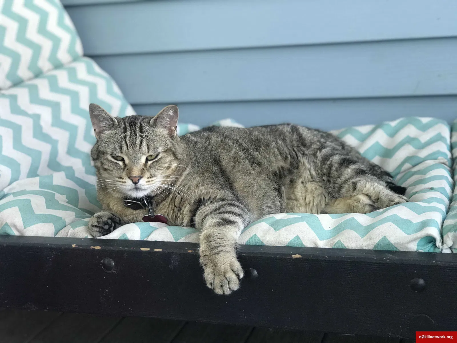 Lost cat in Baraboo, WI, 53913