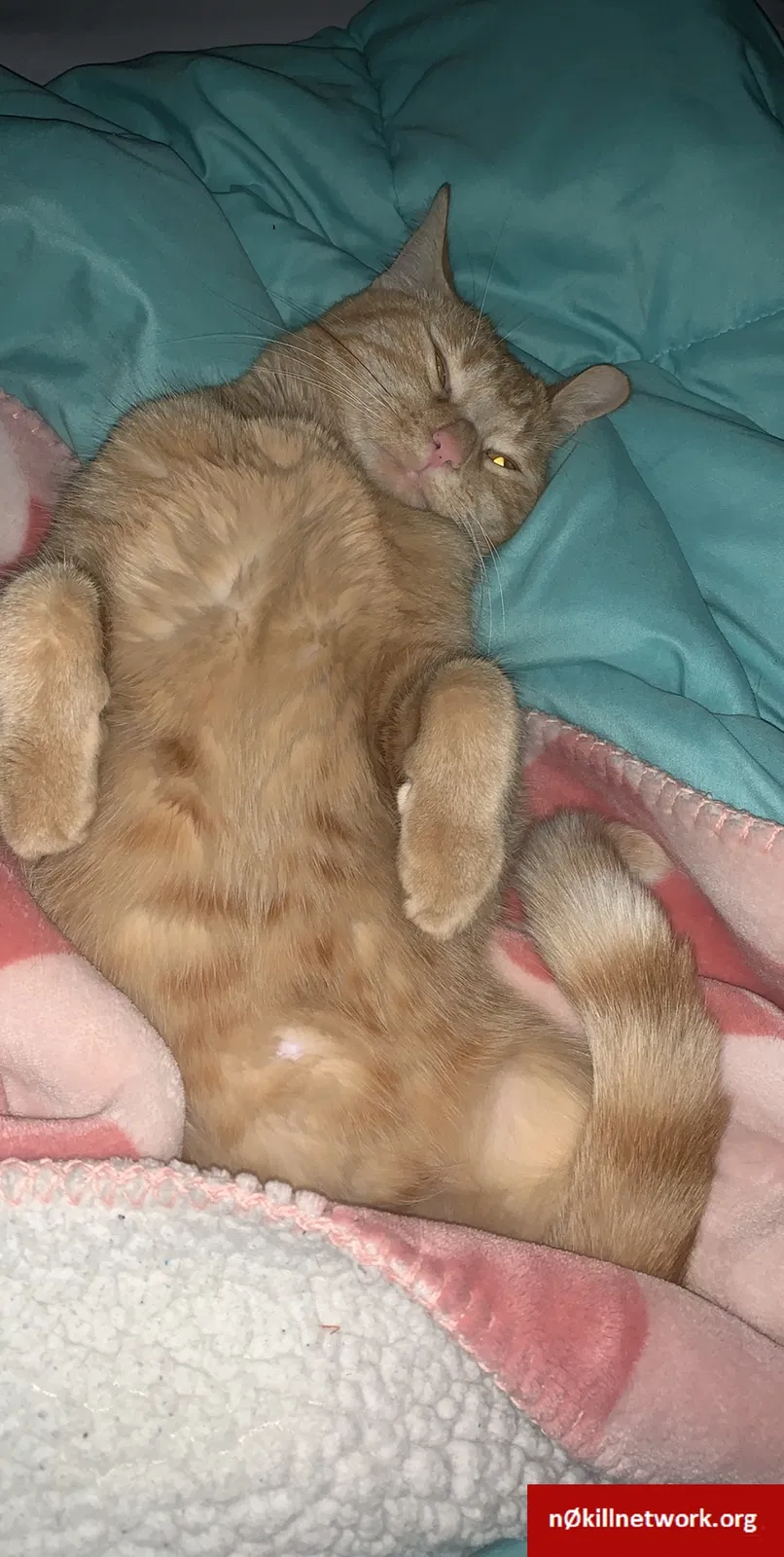 Lost cat in Janesville, WI, 53546