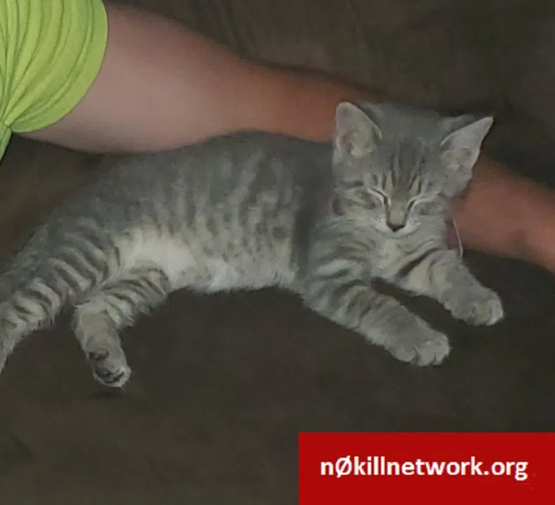 Lost cat in Clear Lake, MN, 55319