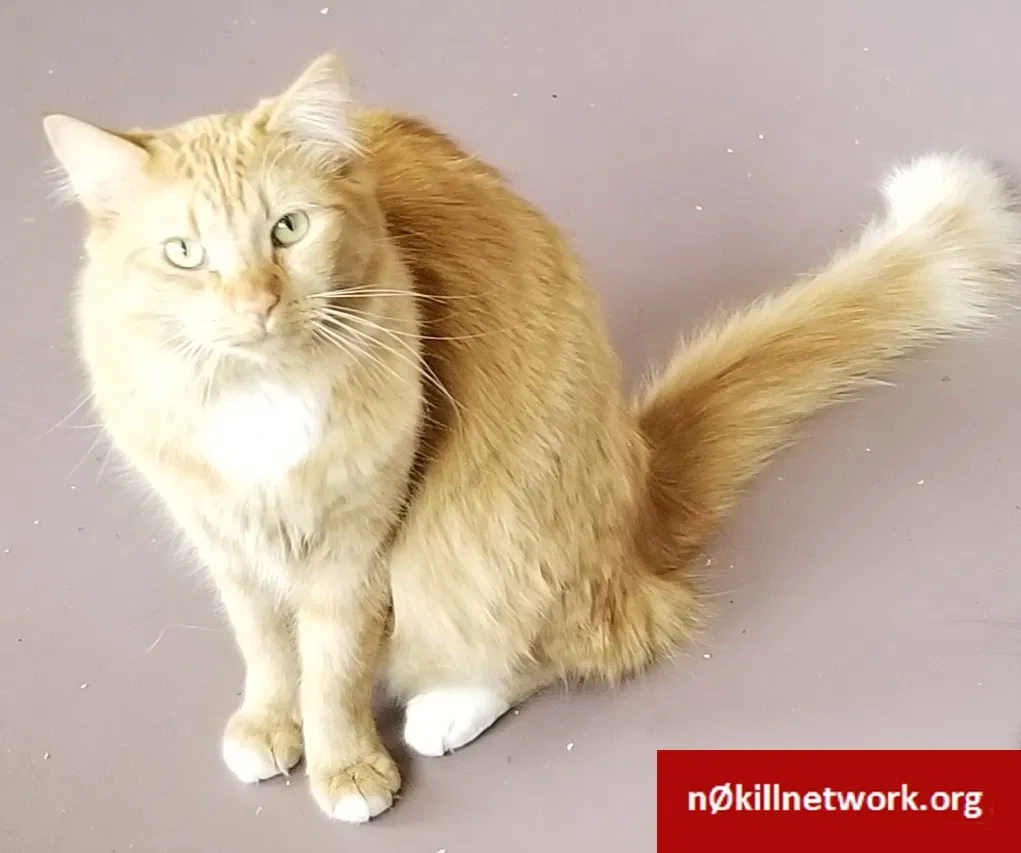 Lost cat in Santa Fe, NM, 87507