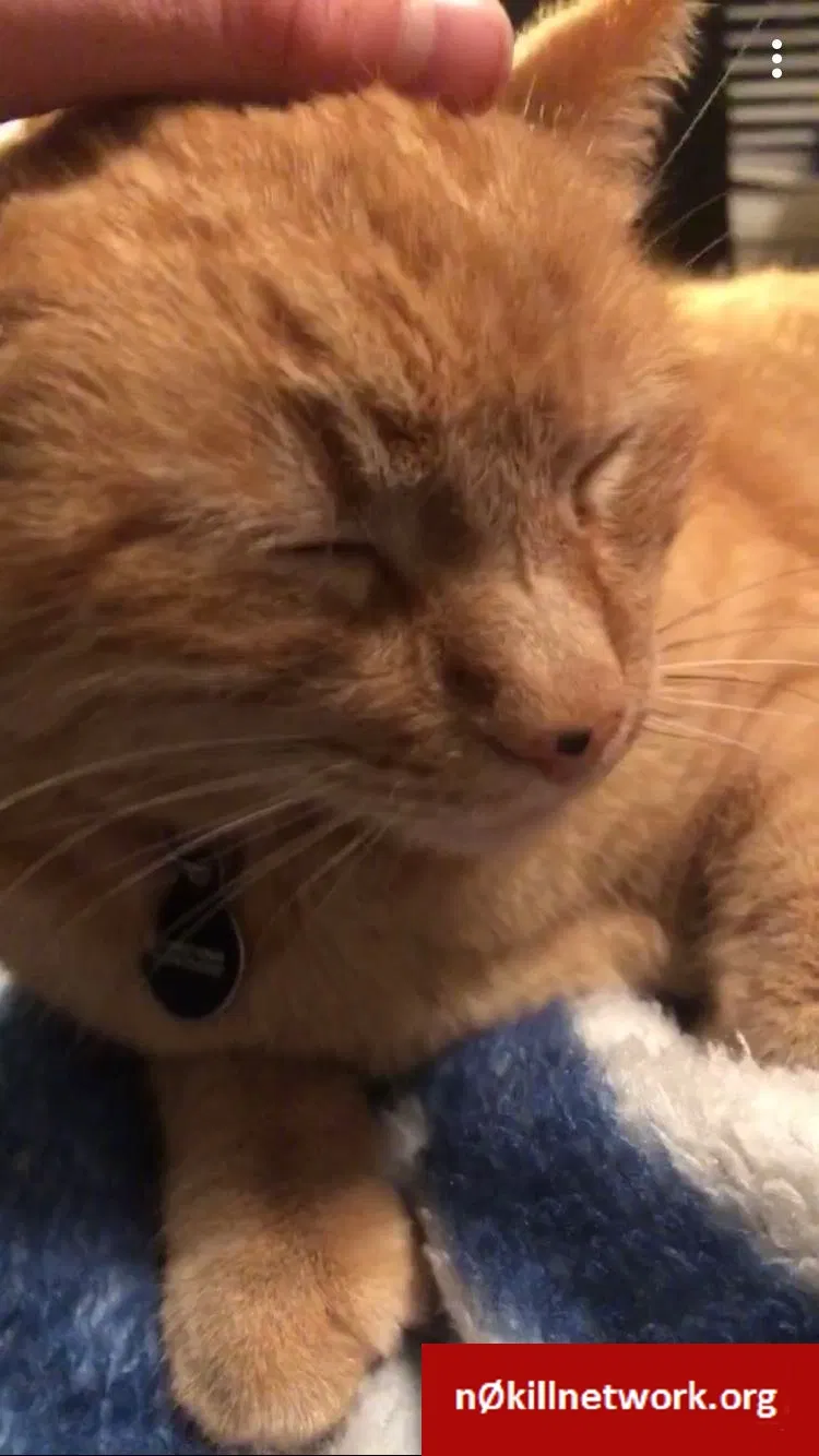 Lost cat in Los Banos, CA, 93635
