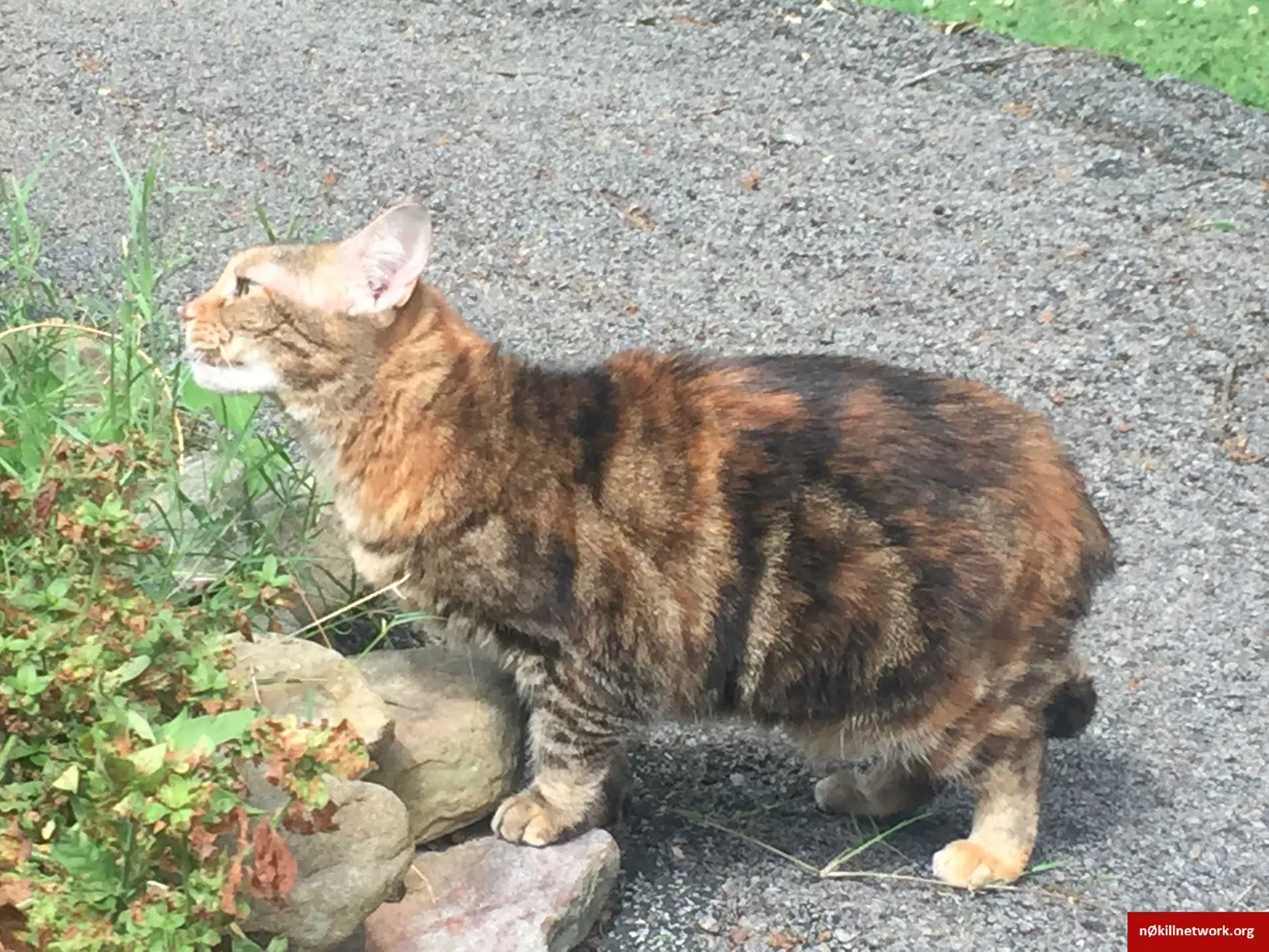 Lost cat in Knoxville, TN, 37920