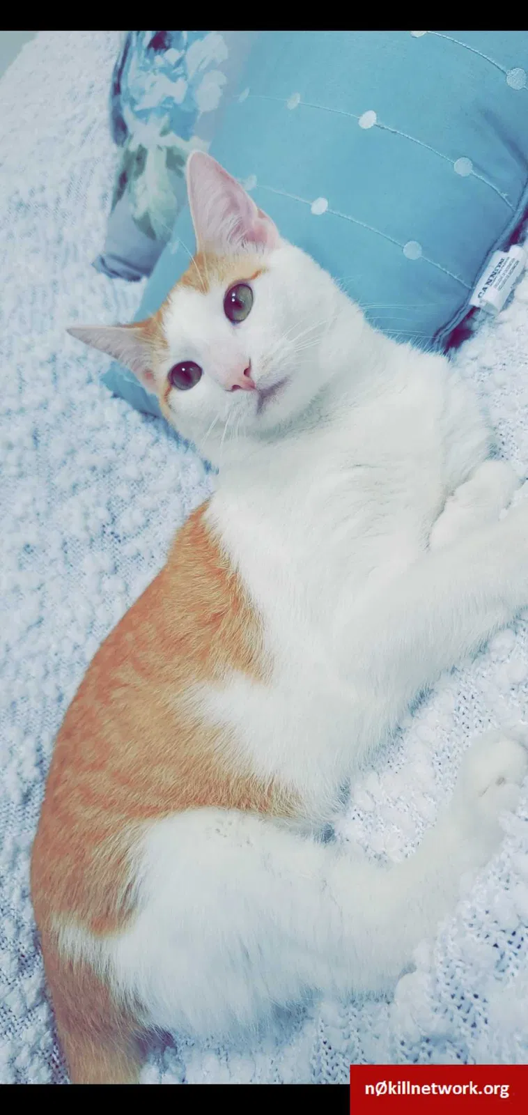 Lost cat in Blandon, PA, 19510