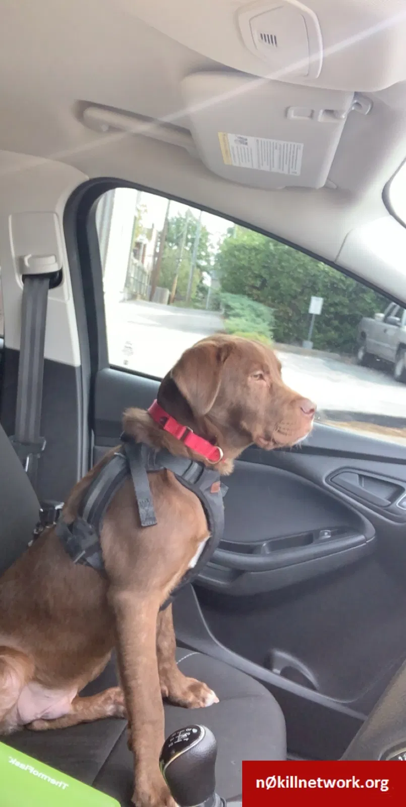 Lost dog in Farmington, MO, 63640