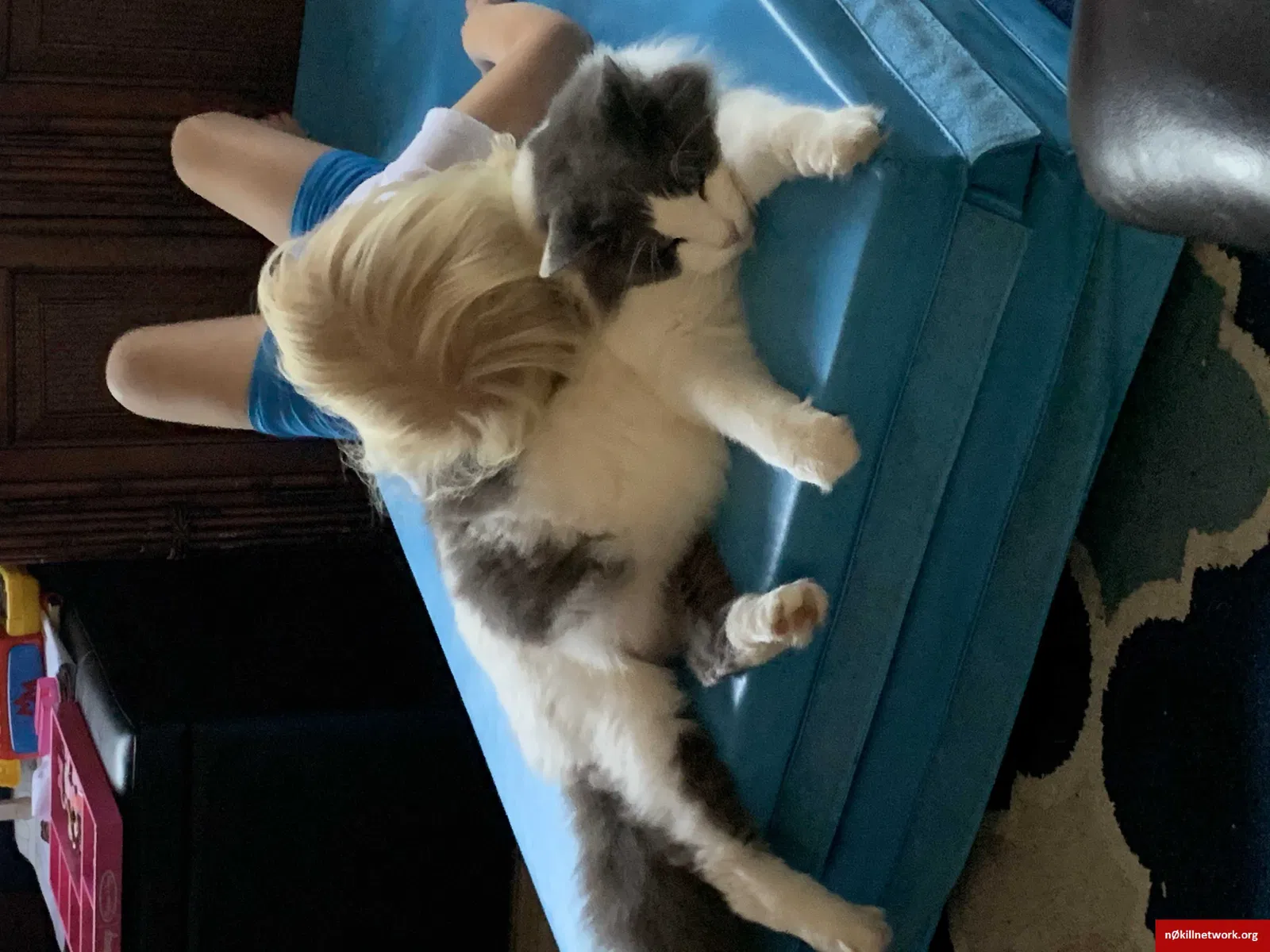Lost cat in Auburndale, FL, 33823