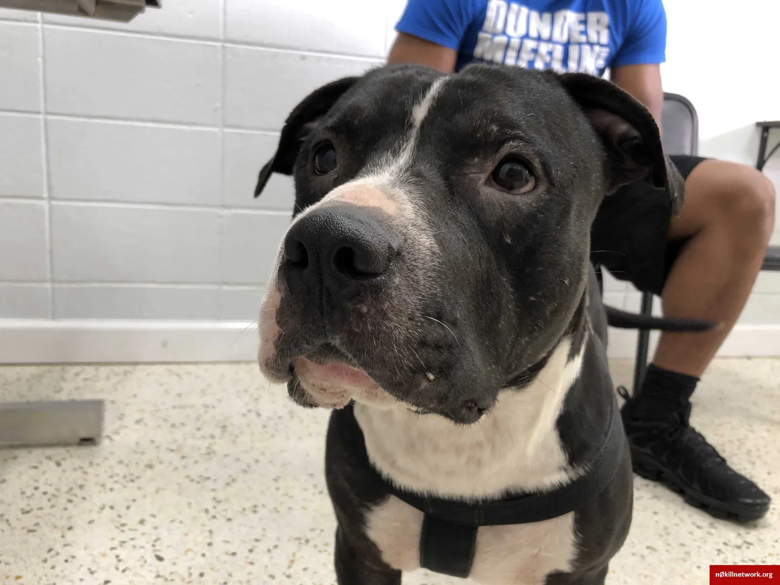 Lost dog in Hinesville, GA, 31313