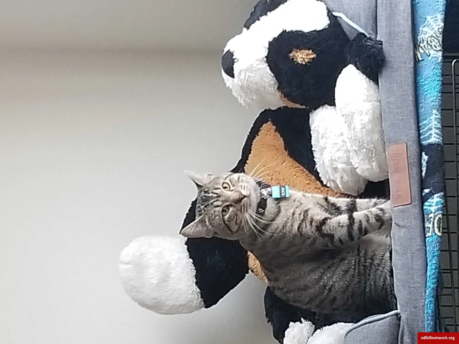 Lost cat in Memphis, TN, 38134