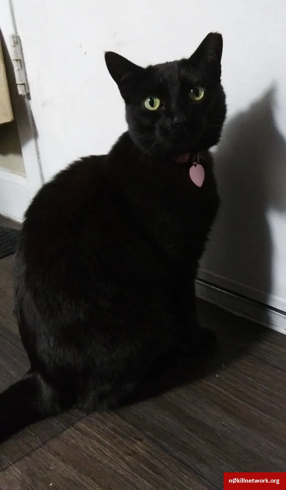 Lost cat in Rowland Heights, CA, 91748