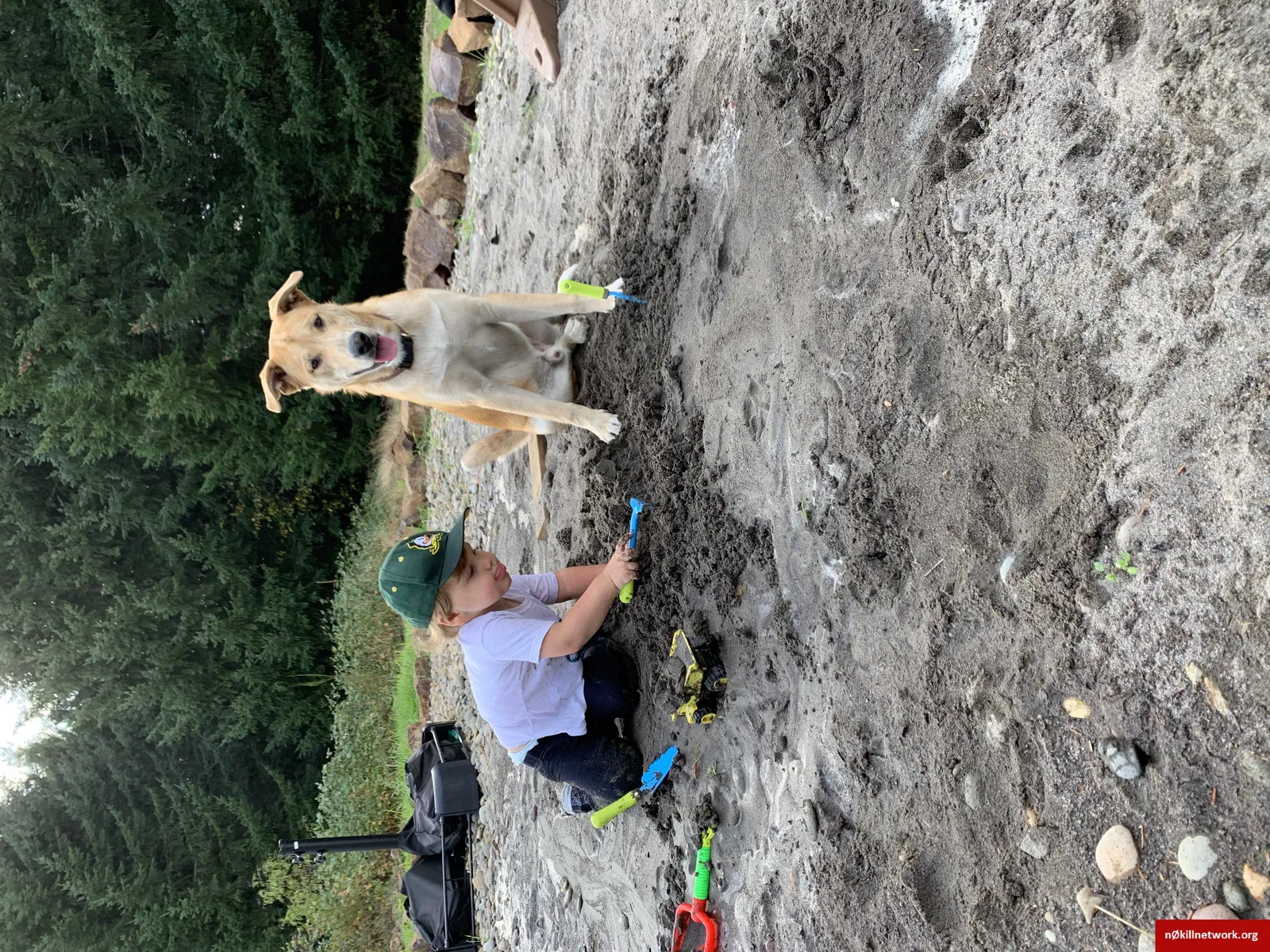 Lost dog in Springfield, OR, 97478