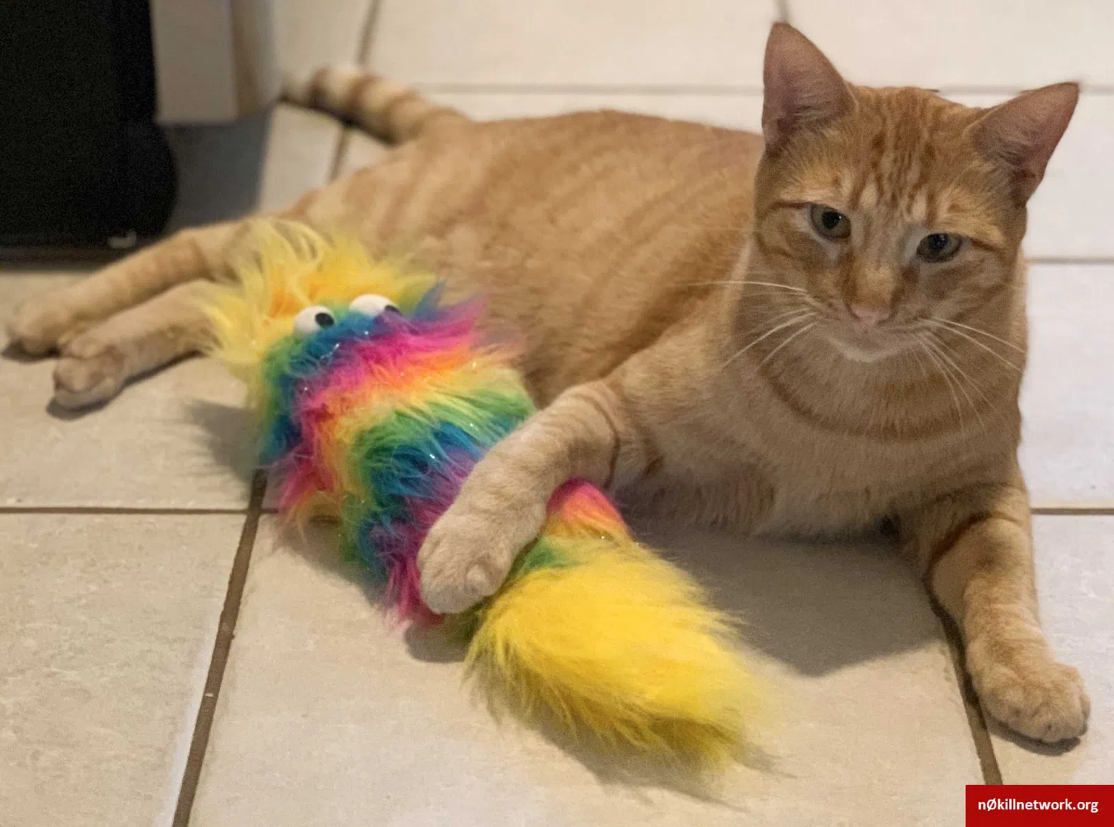 Lost cat in Lubbock, TX, 79410