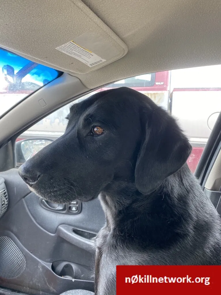 Lost dog in Marysvale, UT, 84750