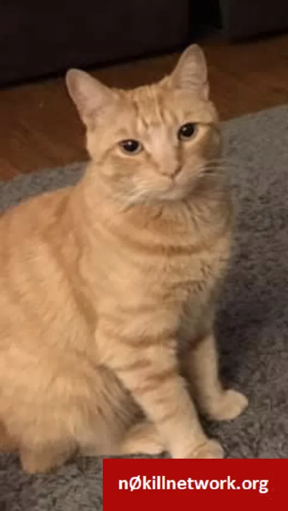Lost cat in Philadelphia, PA, 19149