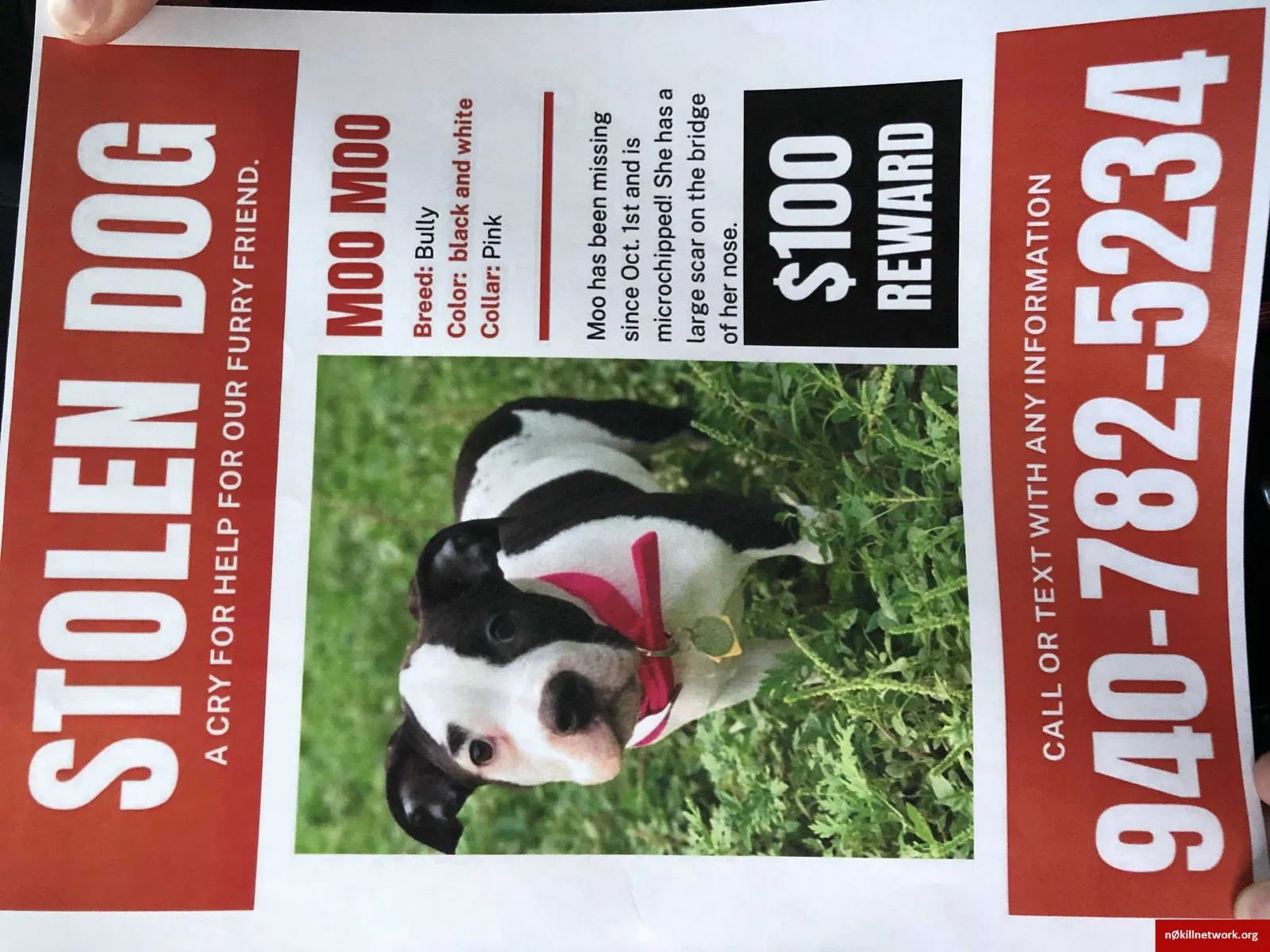 Lost dog in Wichita Falls, TX, 76309