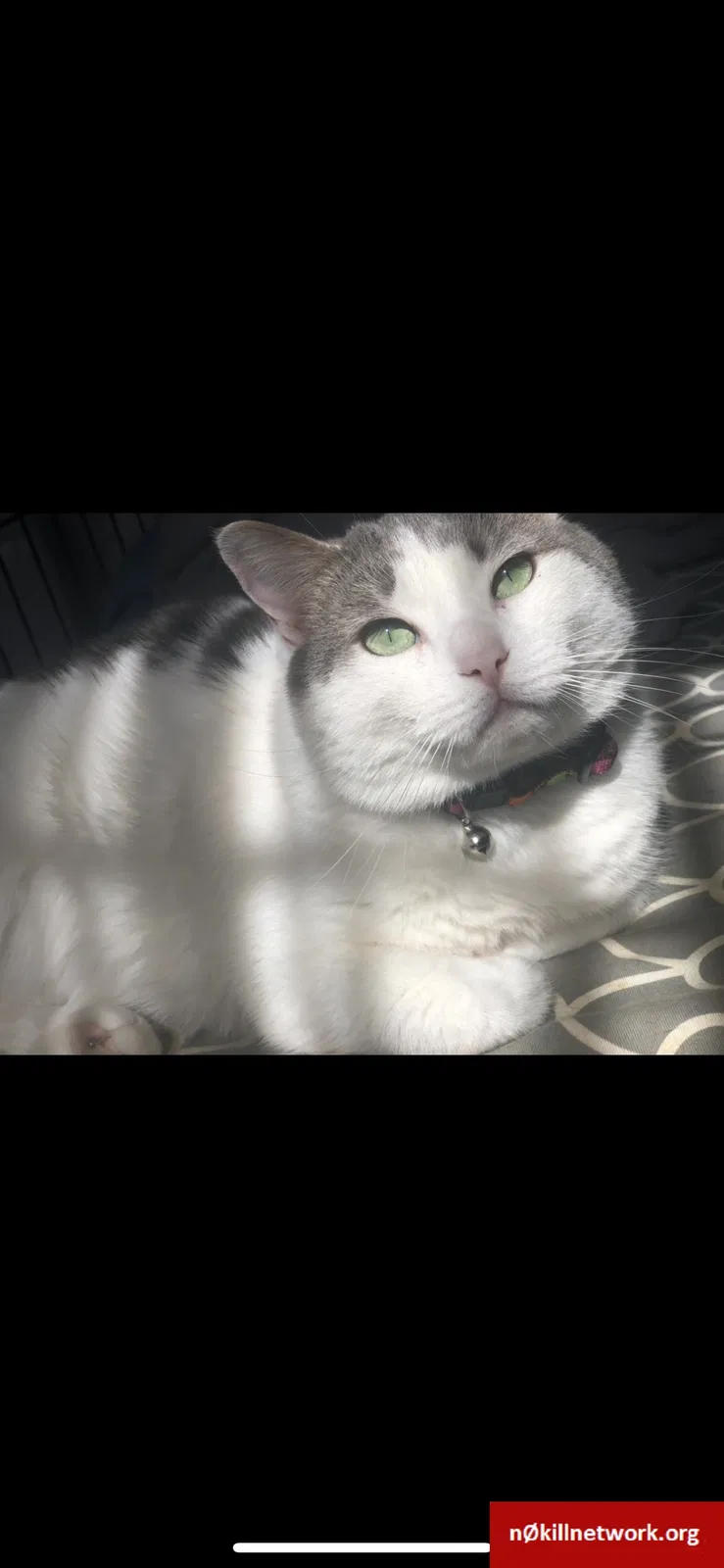 Lost cat in Lovettsville, VA, 20180