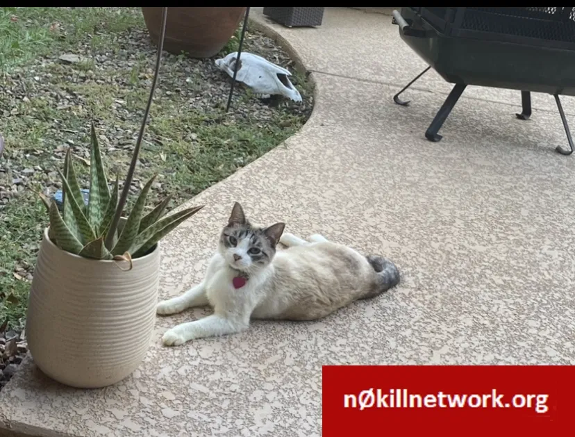 Lost cat in Queen Creek, AZ, 85142