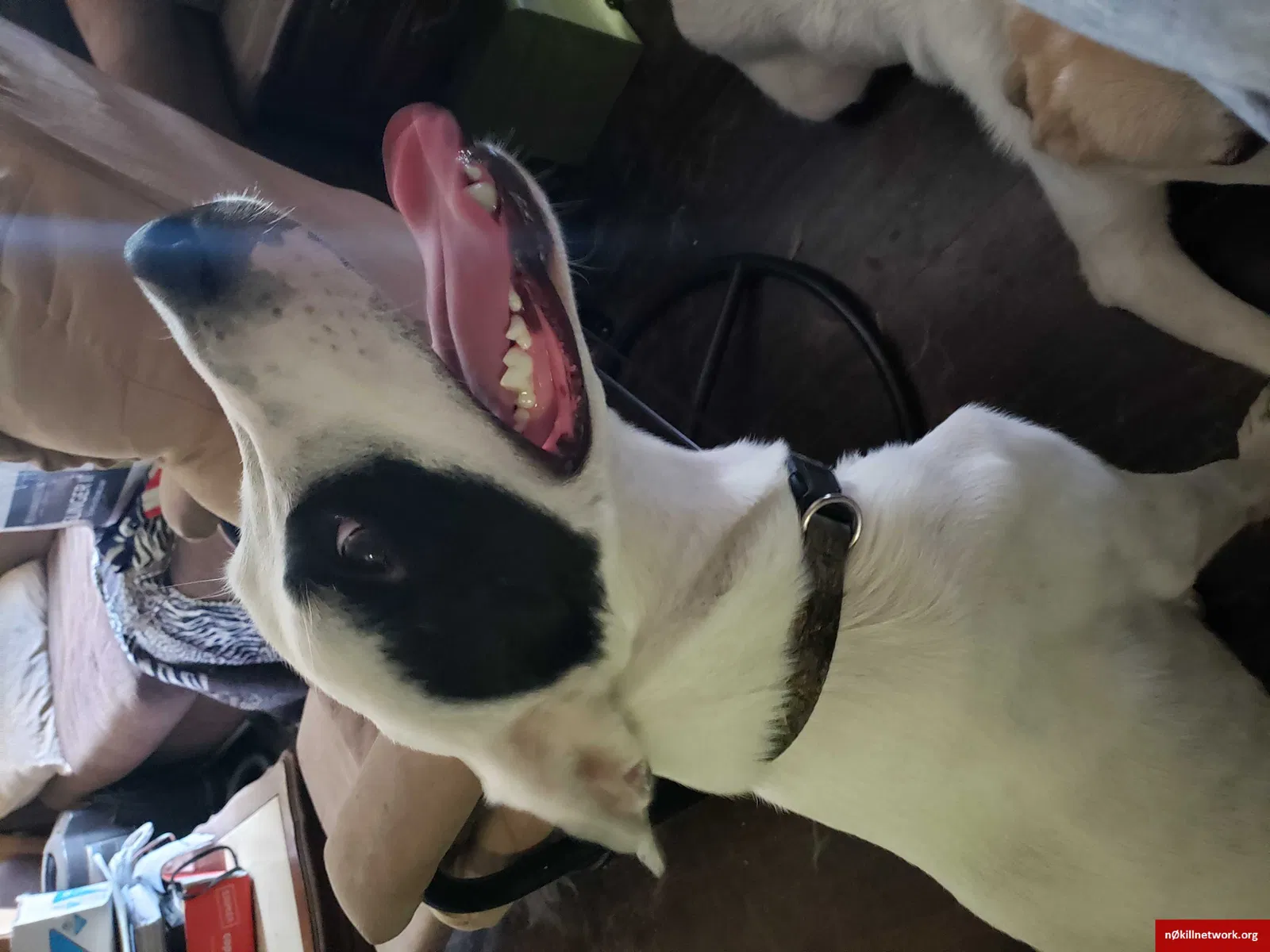 Lost dog in Tulsa, OK, 74135